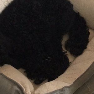 Meet your Posher, Domonique